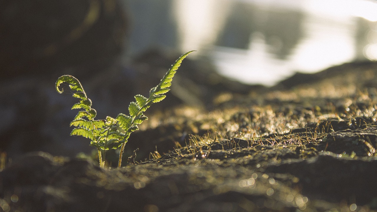 The Invisible Majority: Unraveling the Story of Soil Biodiversity